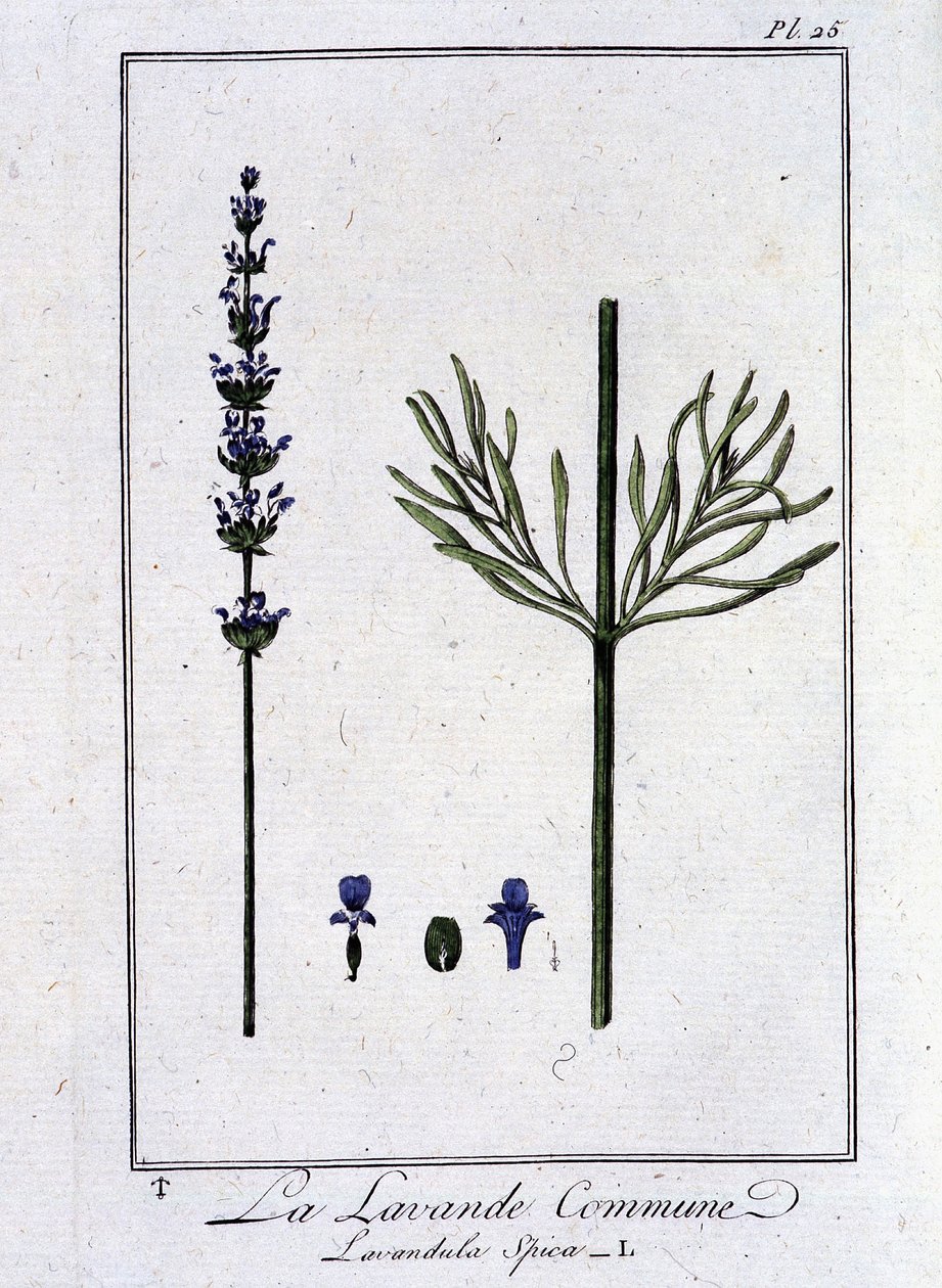 普通薰衣草 (Lavandala Spica) - 在“商人的植物学练习”中，由巴黎 Imprimerie de Crapelet 的 J.C. Philibert 撰写 作者 未知艺术家