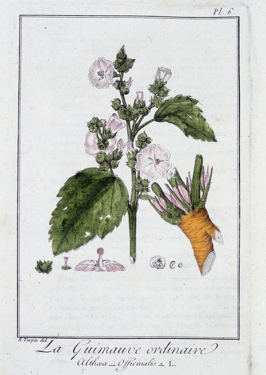 普通棉花糖 (Althaea Officinalis) - 在“商人的植物学练习”中，由 J.C. Philibert 重新设计，Imprimerie de Crapelet，巴黎 作者 未知艺术家