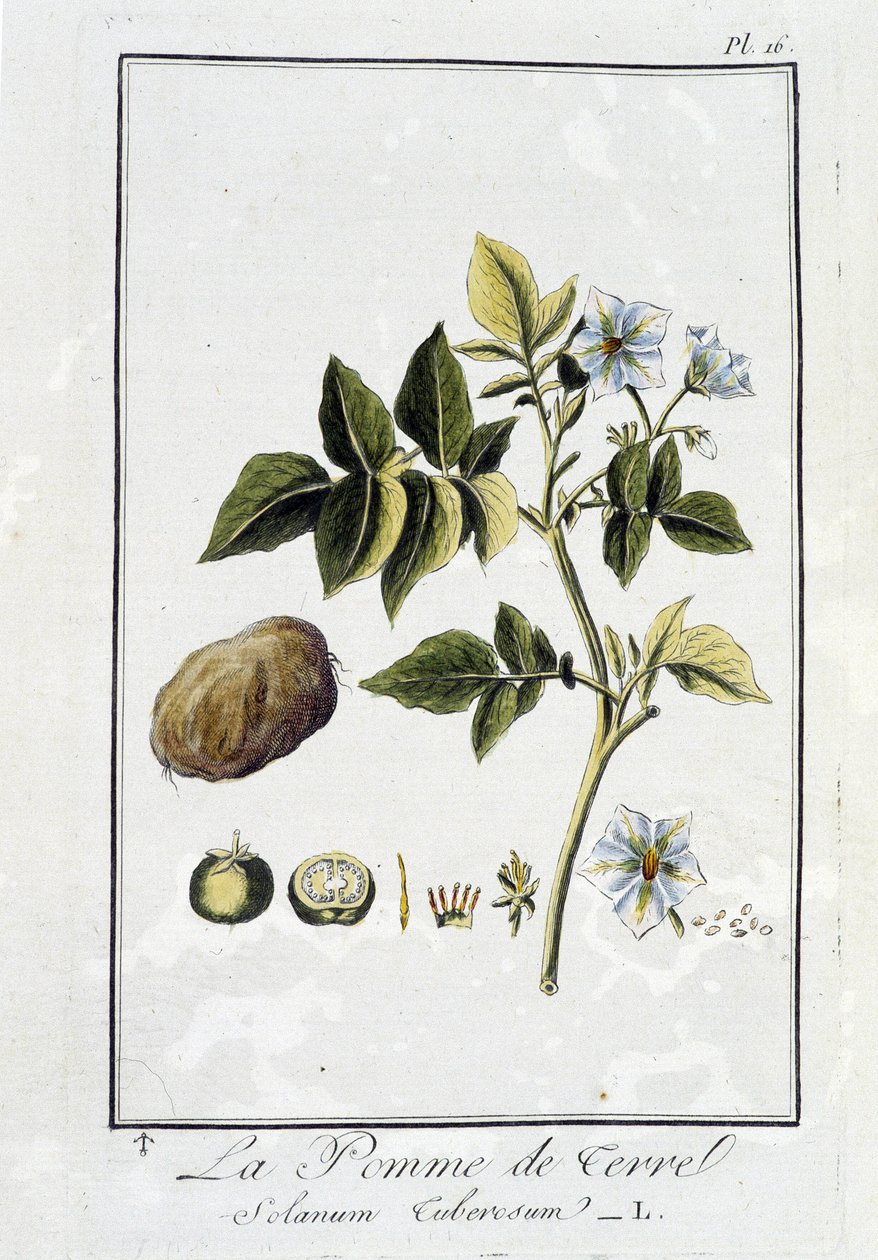 La Potato (Solanum Tuberosum) - 在“商人的植物学练习”中，由巴黎 Imprimerie de Crapelet 的 J.C. Philibert 撰写 作者 未知艺术家