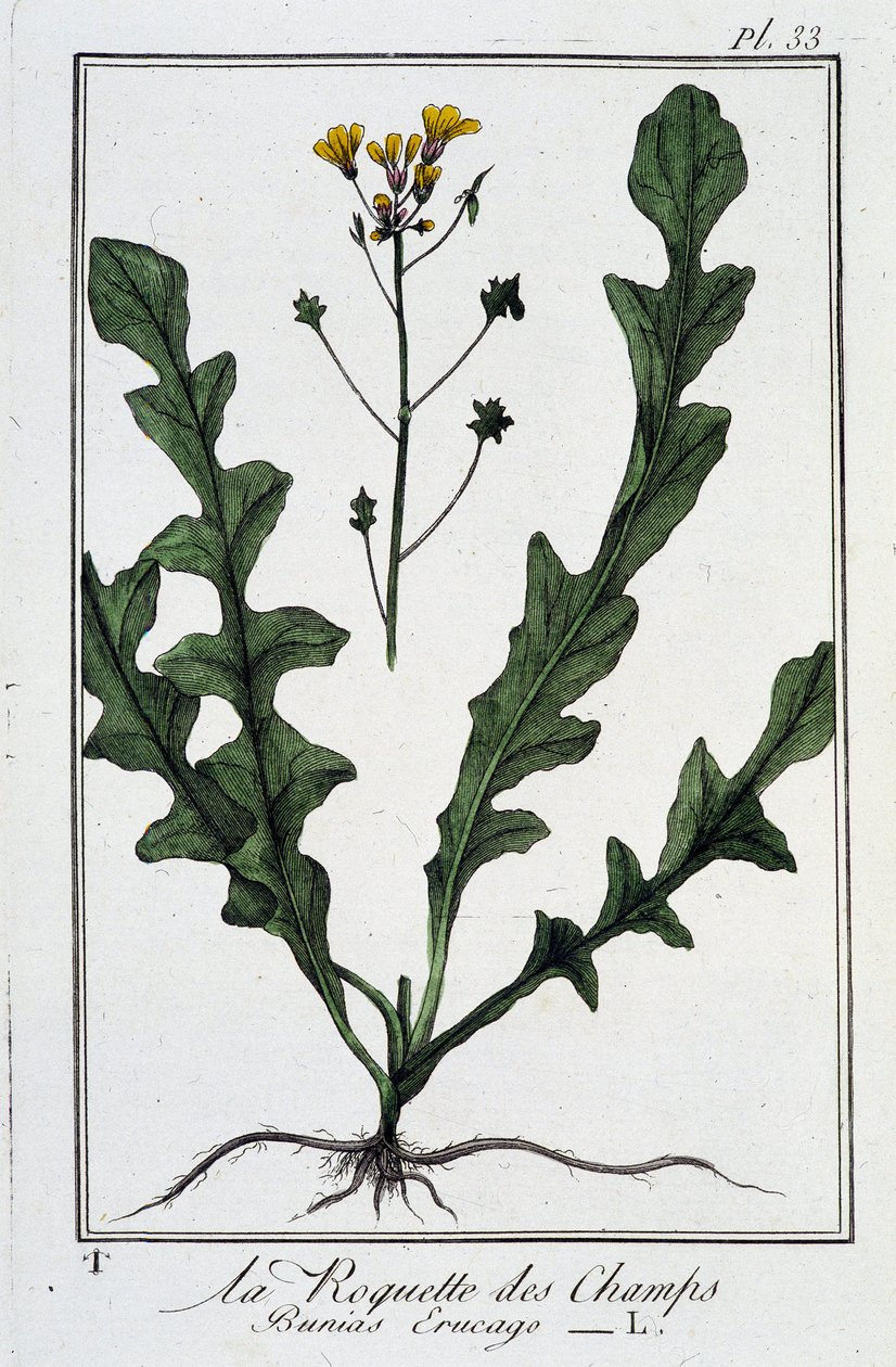 La Roquette des Champs (Bunias Erucago) - 在 "Exercises de botany à l