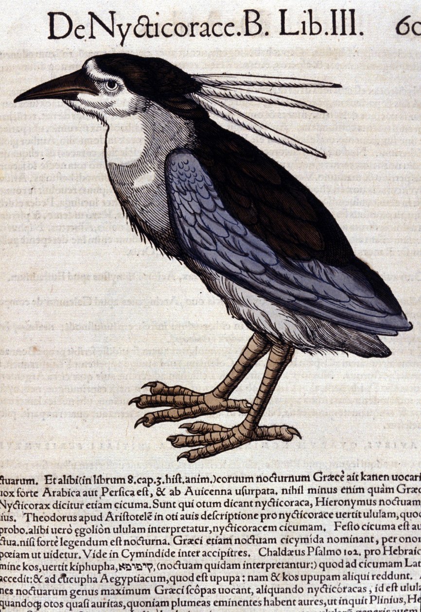 动物史中的 La bihoreau by Conrad Gesner (1516 - 1565)，苏黎世 作者 未知艺术家