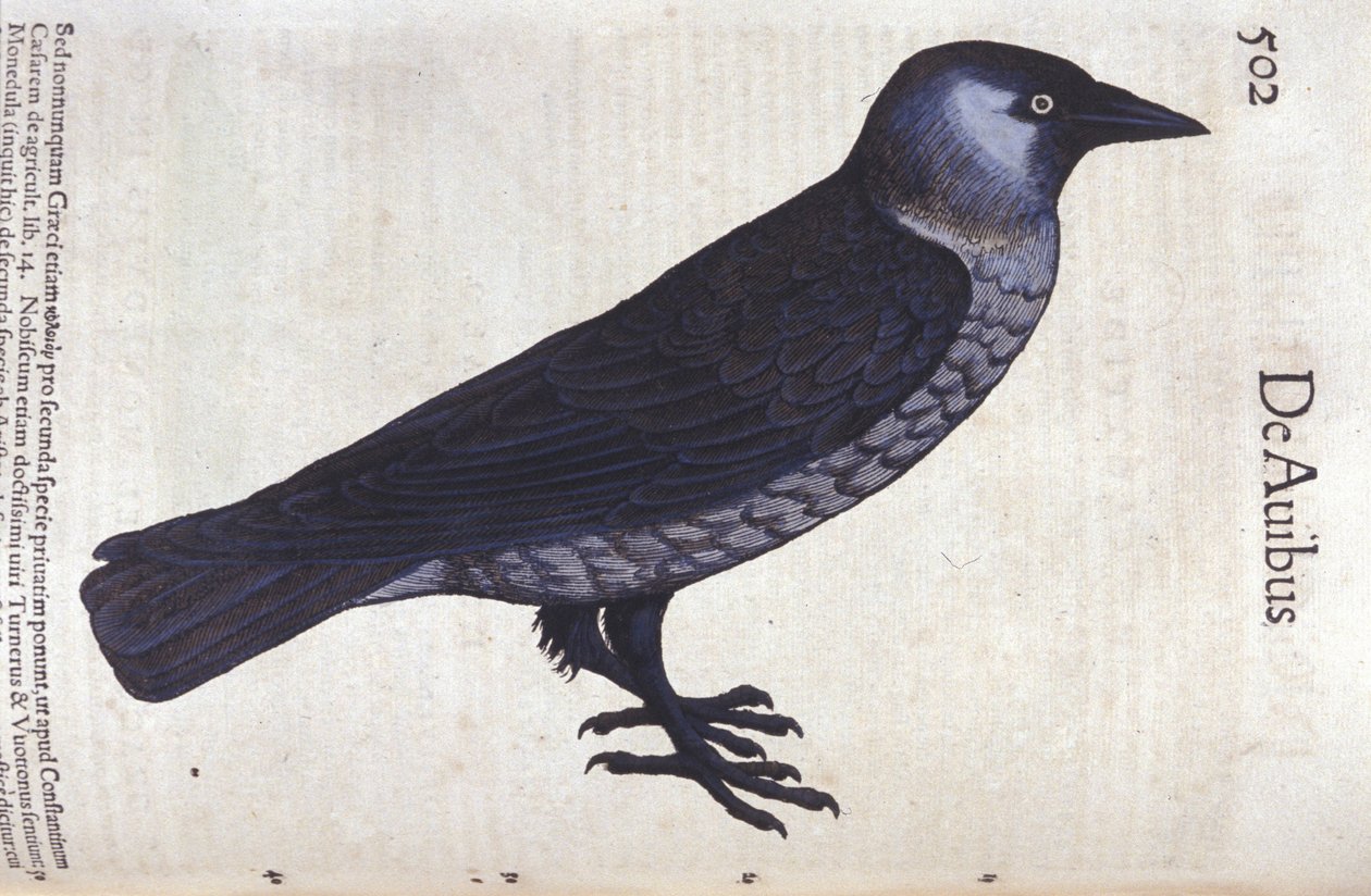 动物史中的 La choucas 作者 Conrad Gesner (1516 - 1565), Zurich 作者 未知艺术家