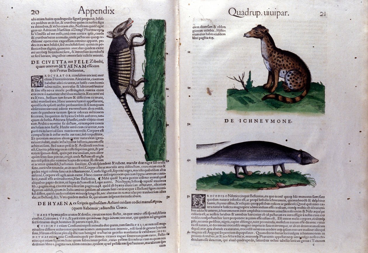 Civette la, la la mangouste a hyena and the History of Animal Conrad Gesner (1516 - 1565), Zurich 作者 未知艺术家