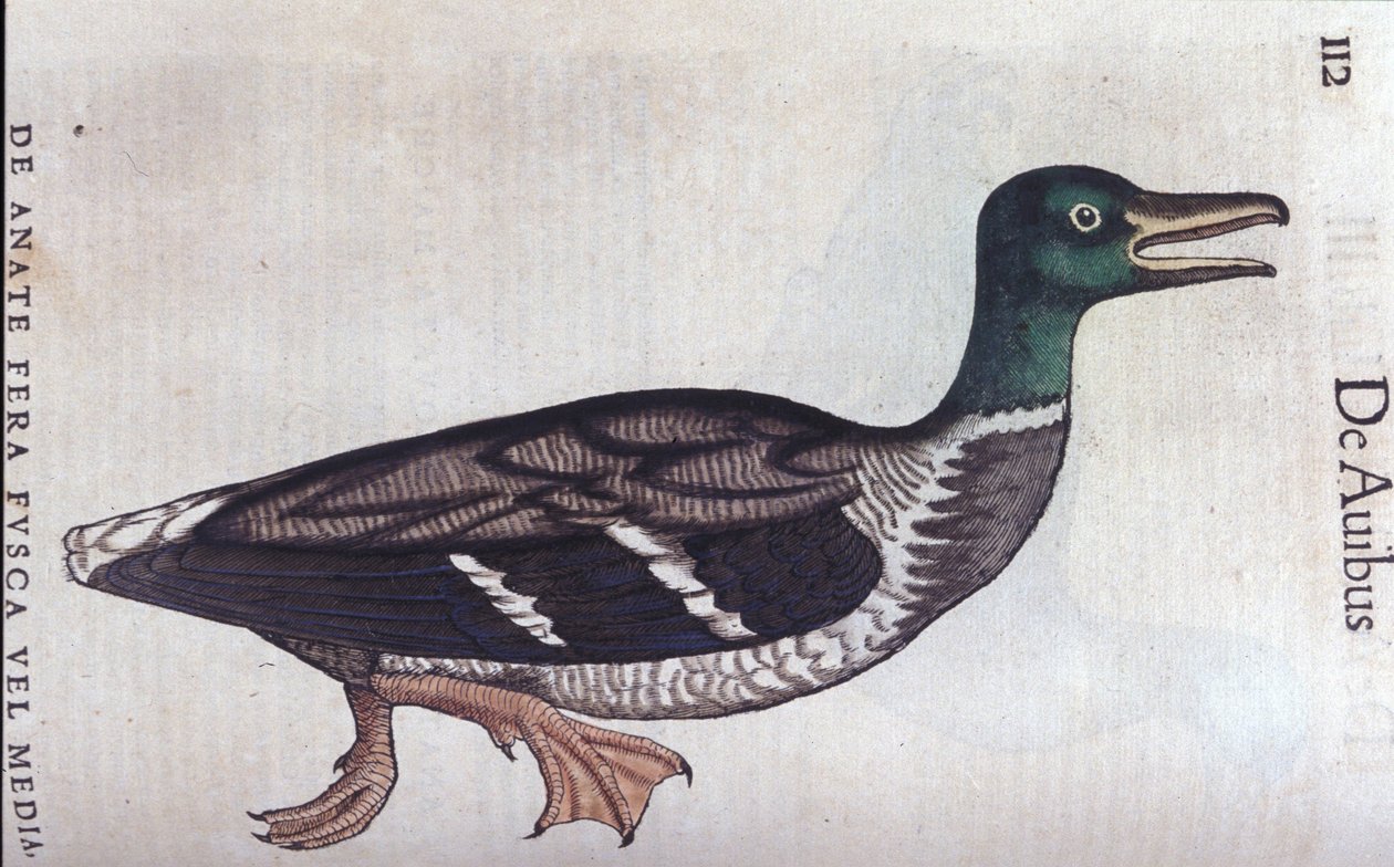 La ducard souchet 动物史 Conrad Gesner (1516 - 1565), Zurich 作者 未知艺术家