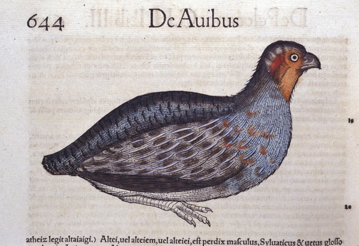 苏黎世康拉德·格斯纳 (Conrad Gesner, 1516 - 1565) 《动物史》中的鹧鸪 作者 未知艺术家