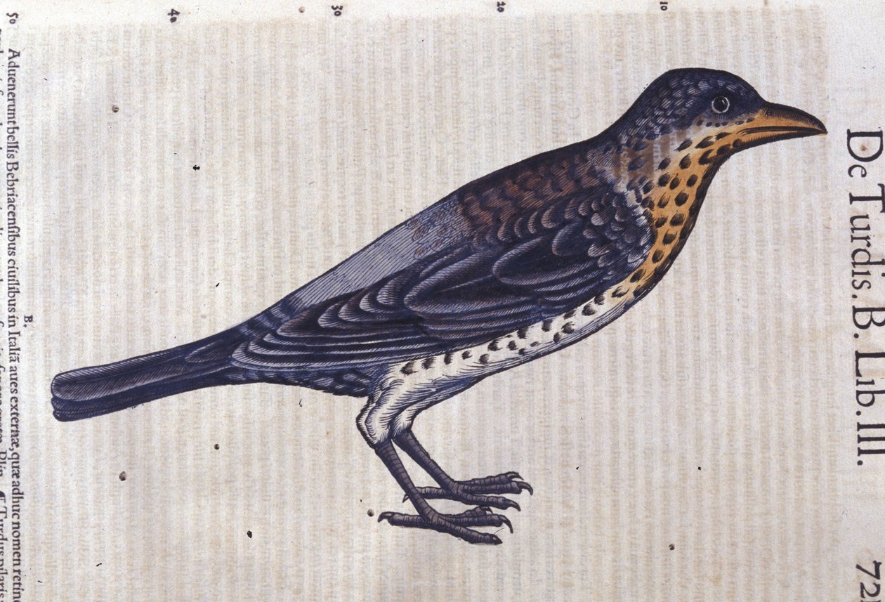 动物史中的画眉 作者 Conrad Gesner (1516 - 1565)，苏黎世 作者 未知艺术家