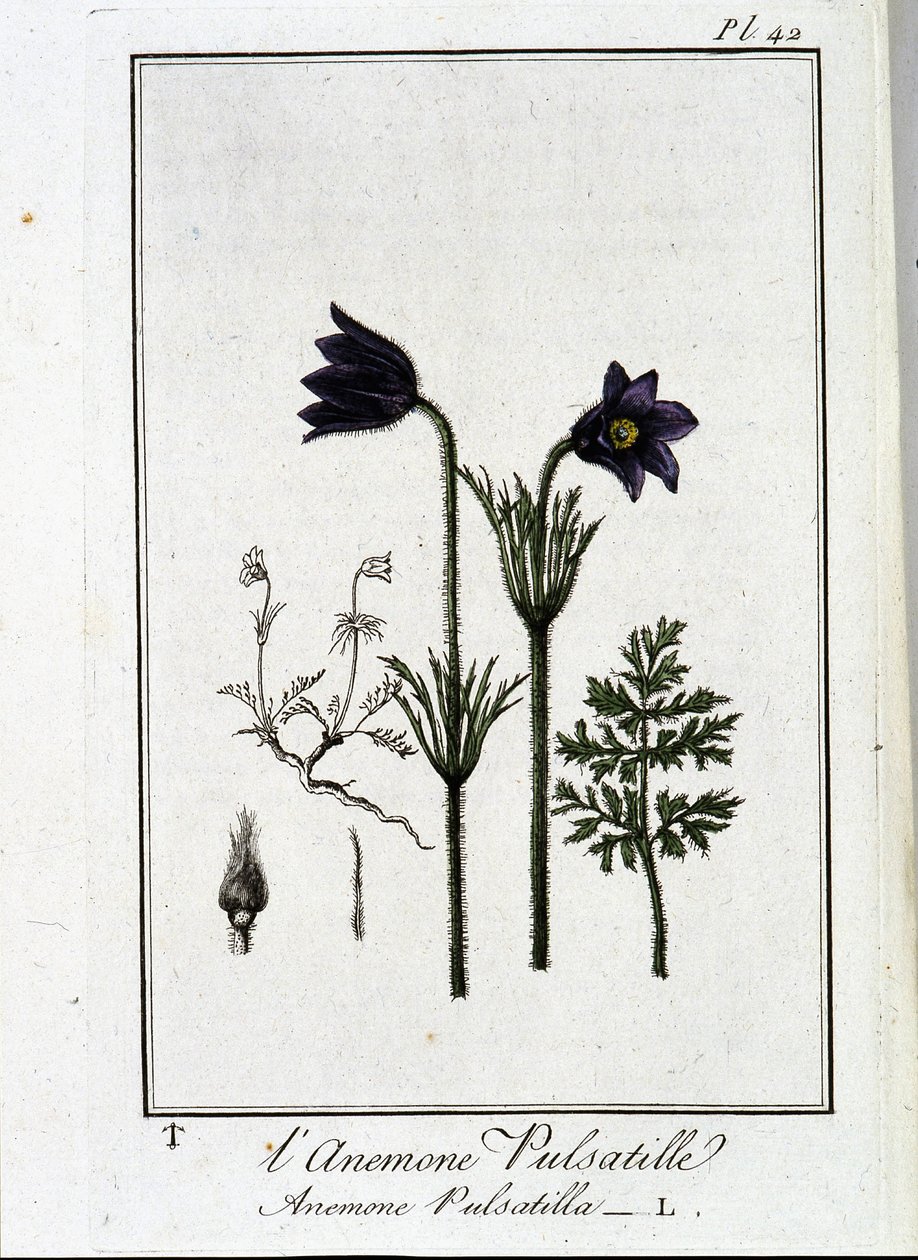 海葵白头翁 - 在“商人的植物学练习”中，作者：J.C. Philibert，Imprimerie de Crapelet，巴黎 作者 未知艺术家