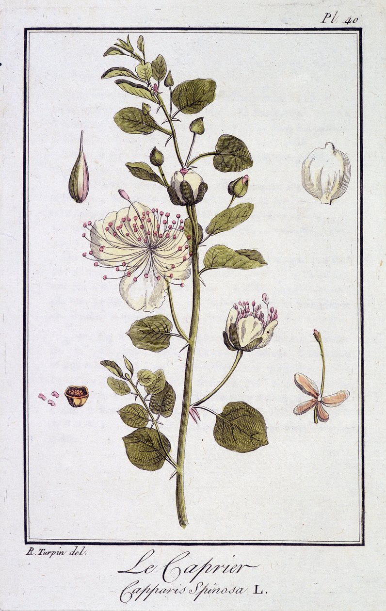 Le Caprier (Capparis Spinosa) - 在“Exercises de botany à l