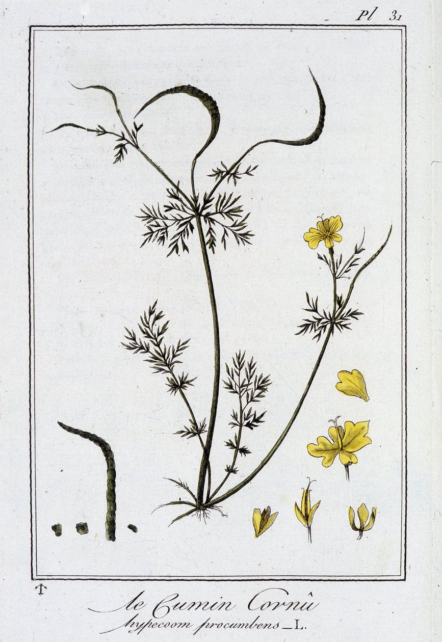Le Cumin Cornu (Hypecoom procumbens) - 在“Exercises de botany à l