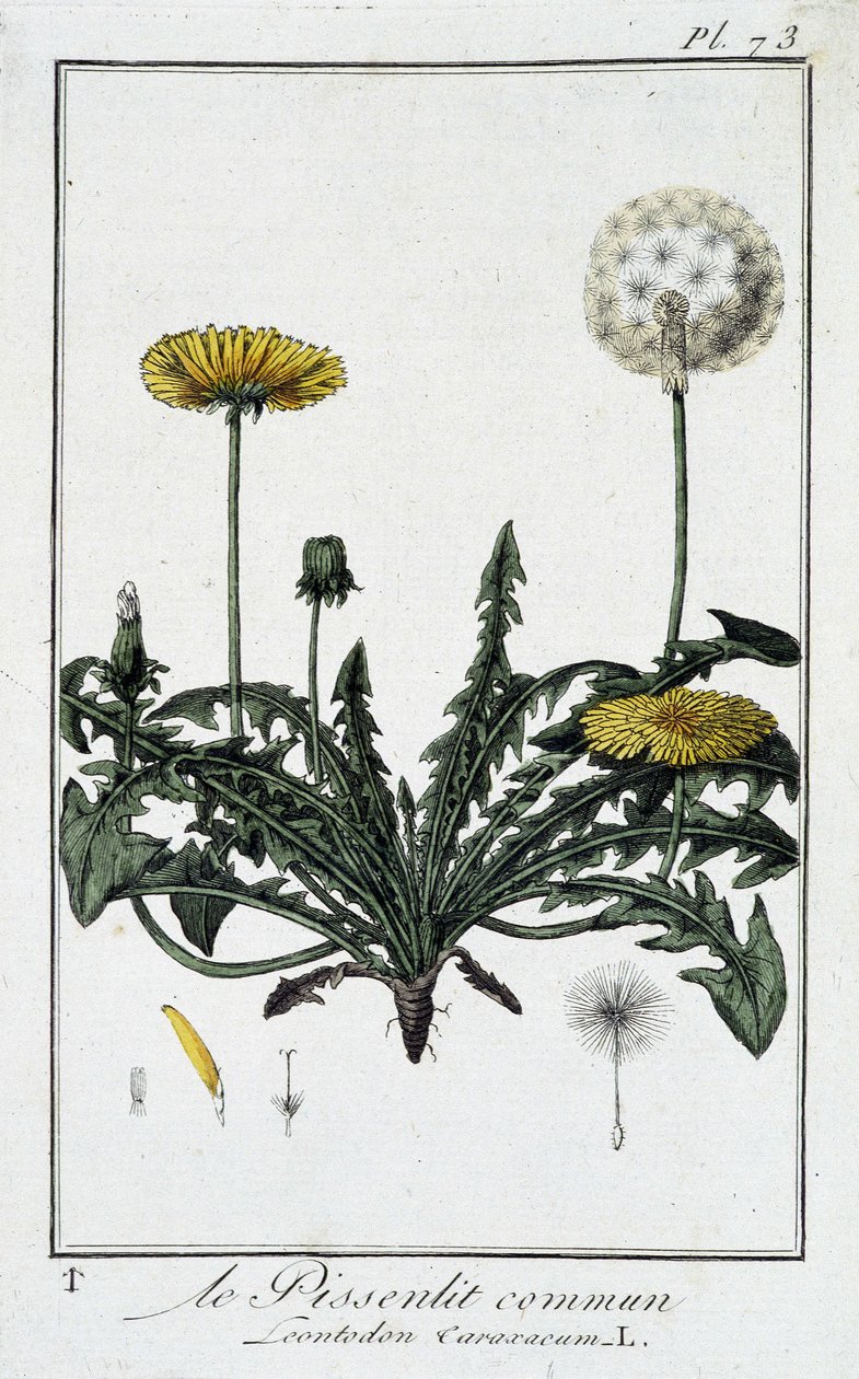 Le Dandelion commun (Leontodon caraxacum) - 在 "Exercises de botany à l