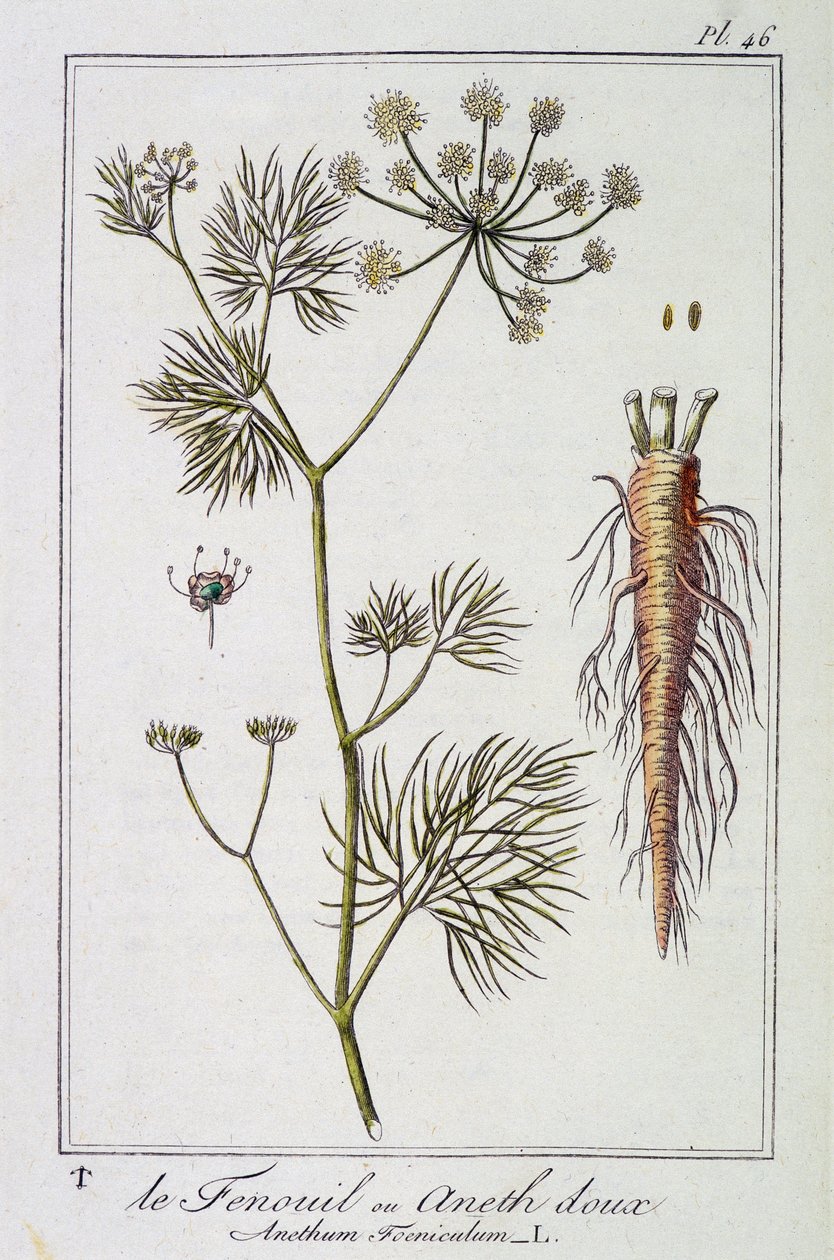 茴香或甜莳萝 (Anethum Foeniculum) - 在“供交易者使用的植物学练习”中，作者：J.C. Philibert，Imprimerie de Crapelet，巴黎 作者 未知艺术家