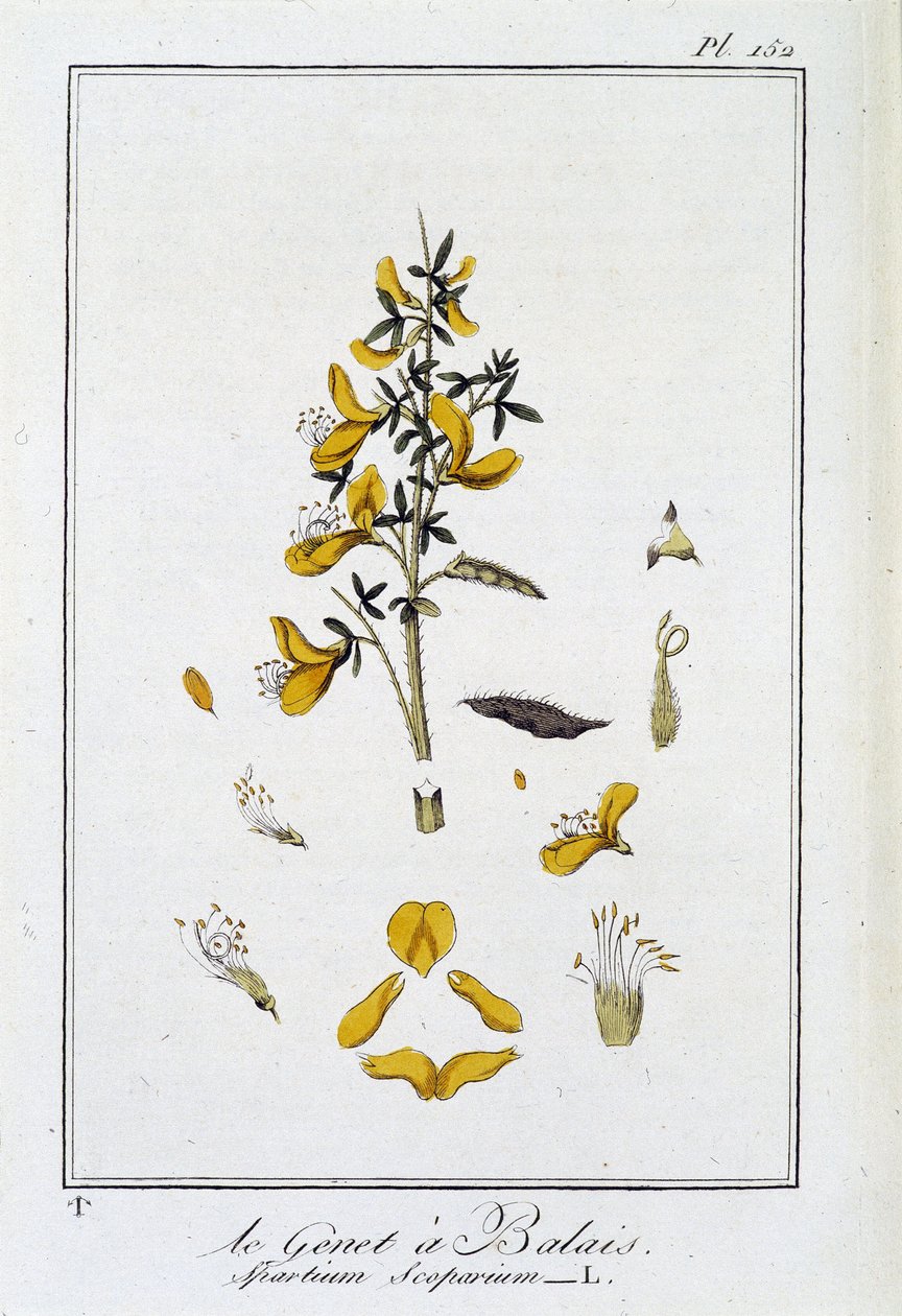 Le Genet a Broom (Spartium Scoparium) - 在“商人的植物学练习”中，由 J.C. Philibert 重新设计，Imprimerie de Crapelet，巴黎 作者 未知艺术家