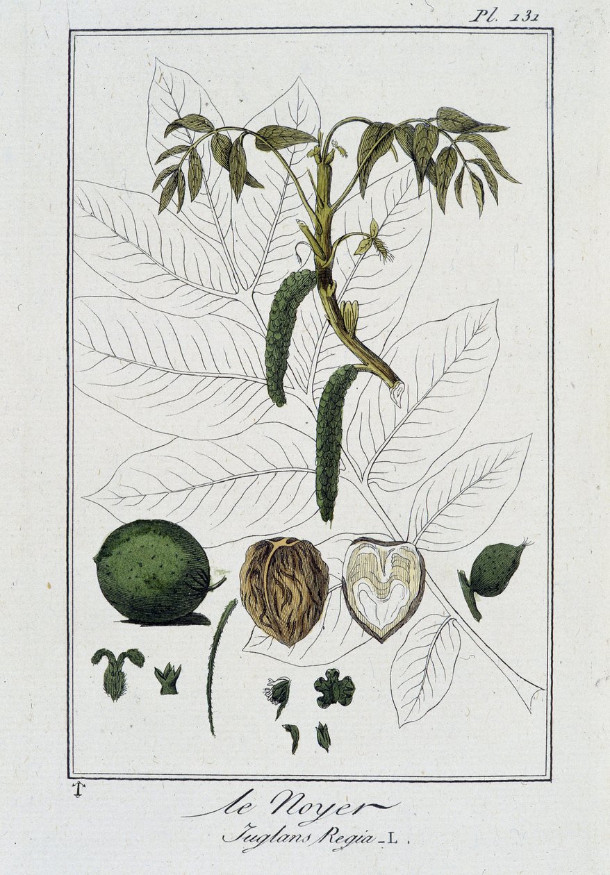 Le Noyer (Juglans Regia) - 在“交易者植物学练习”中，由 J.C. Philibert 撰写，小鬼。 Crapelet, 巴黎 作者 未知艺术家