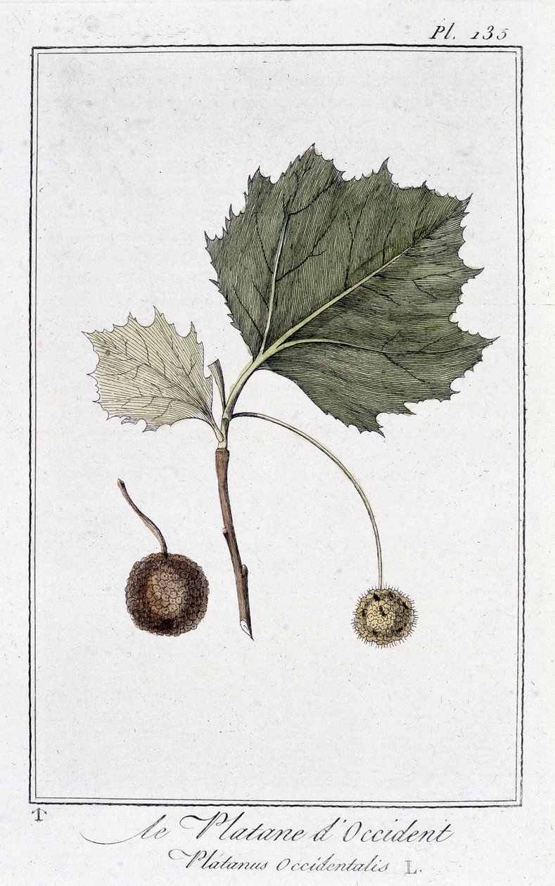 西方悬铃木 (Platanus occidentalis) - 在“供交易者使用的植物学练习”中，作者：JC Philibert，Imprimerie de Crapelet，巴黎 作者 未知艺术家