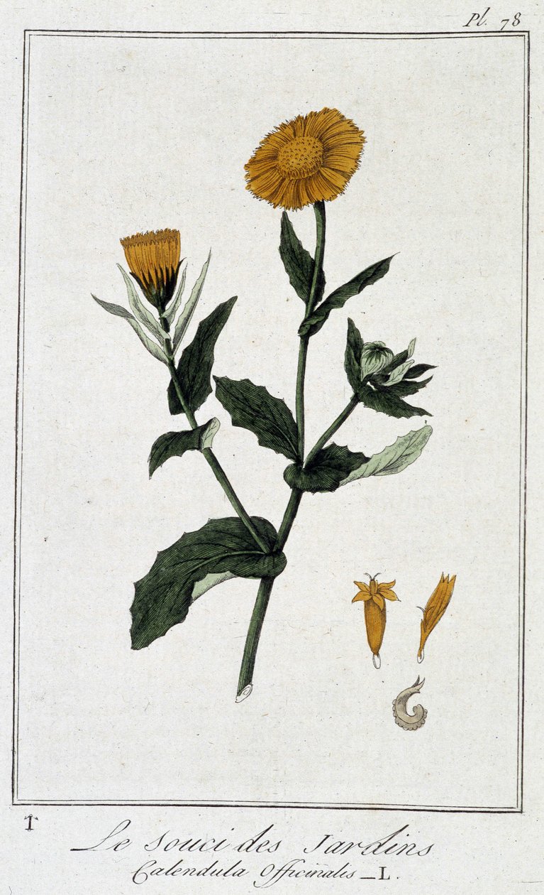 万寿菊 (Calendula Officinalis) - 在“商人的植物学练习”中，由 J.C. Philibert 撰写，小鬼。 Crapelet, 巴黎 作者 未知艺术家