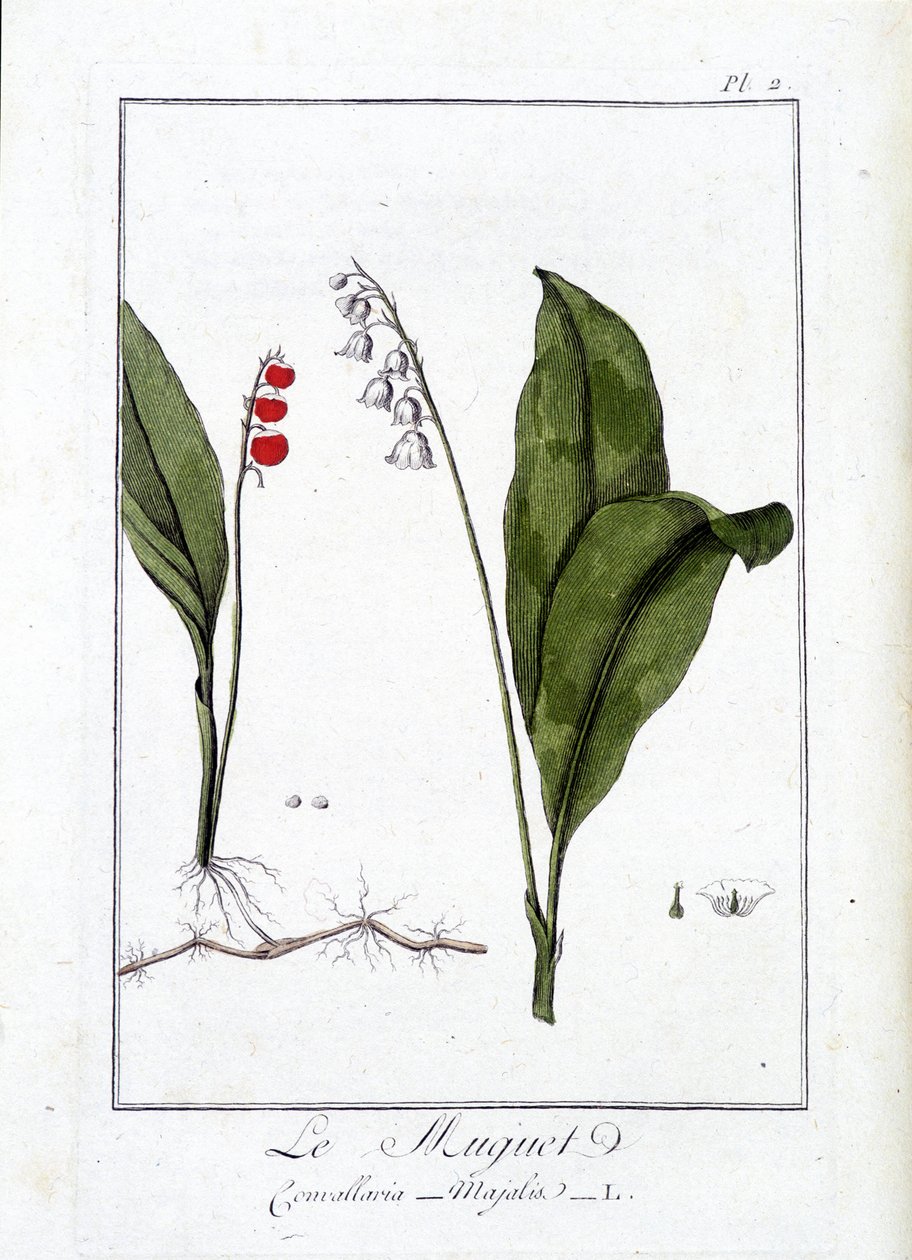 Le Thrush (Convallaria Majalis) - in “Exercises de botany à l