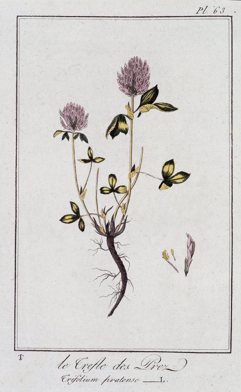 Le Trefle des Pres (Trifolium pratense) - 载于 "商业用途的植物学练习"，由J.C.重新编写。菲利贝尔，克拉佩莱出版社，巴黎 作者 未知艺术家