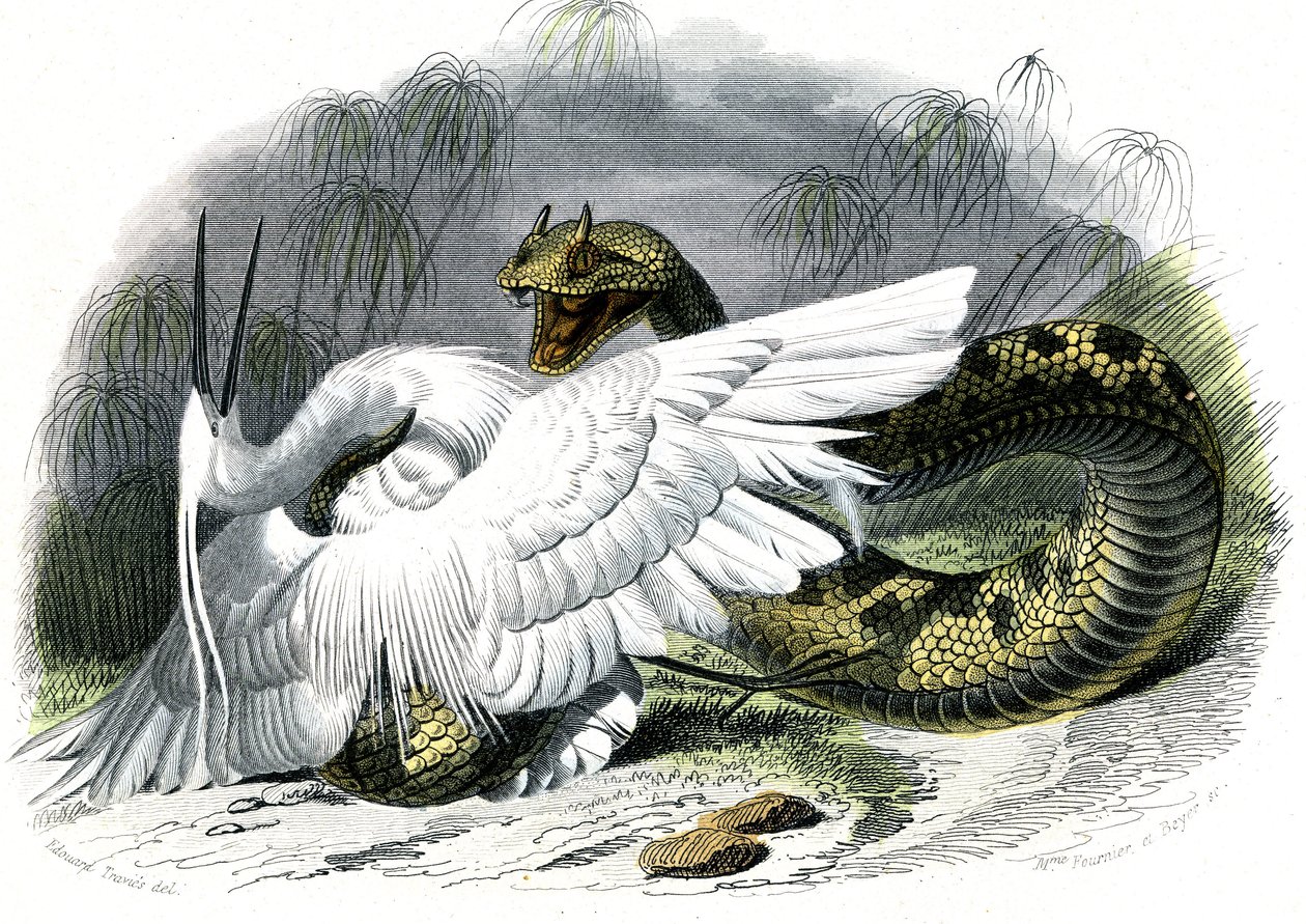 Ceraste (Vipera cerastes) - 插图选自 Bernard Germain de Lacepede (1856-1925)的《自然史》，巴黎 P.Furme 版 作者 未知艺术家