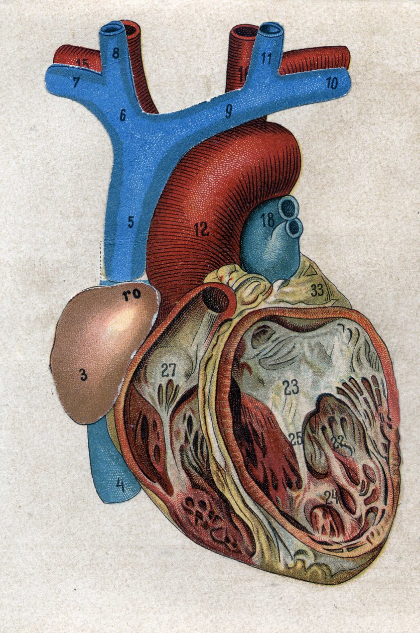 Le coeur.in "The new natural medication" by F.E. Bilz.1898. 作者 未知艺术家