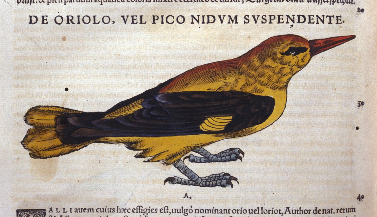 苏黎世康拉德·格斯纳 (Conrad Gesner, 1516 - 1565) 的《动物史》 作者 未知艺术家