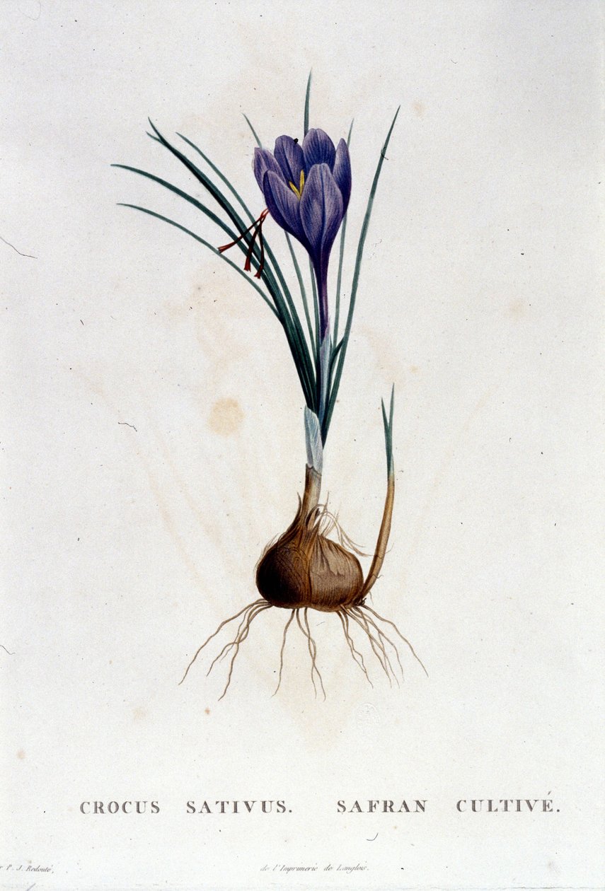 Botanique di J. Rousseau 之后的藏红花 (Crocus sativus)，巴黎 1822。 作者 未知艺术家