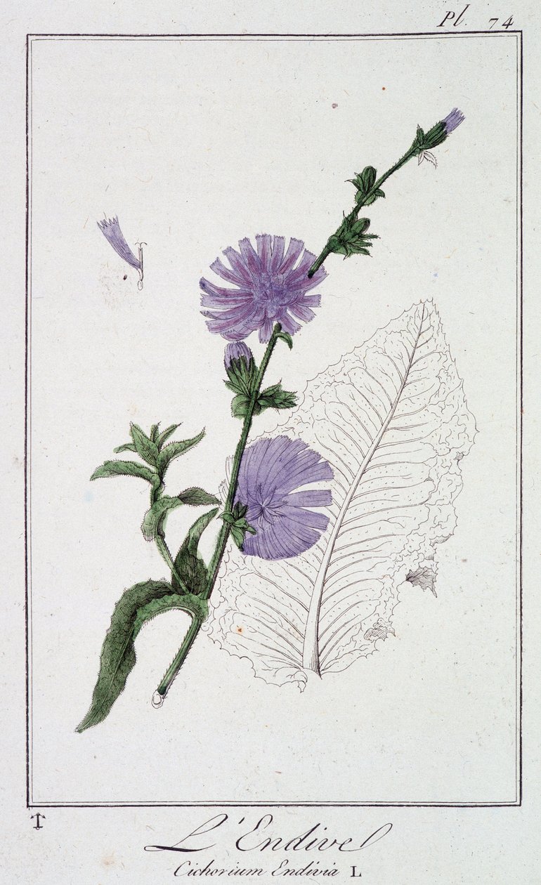 Endive (Cichorium Endivia) - 在“商人的植物学练习”中，由巴黎 Imprimerie de Crapelet 的 J.C. Philibert 撰写 作者 未知艺术家