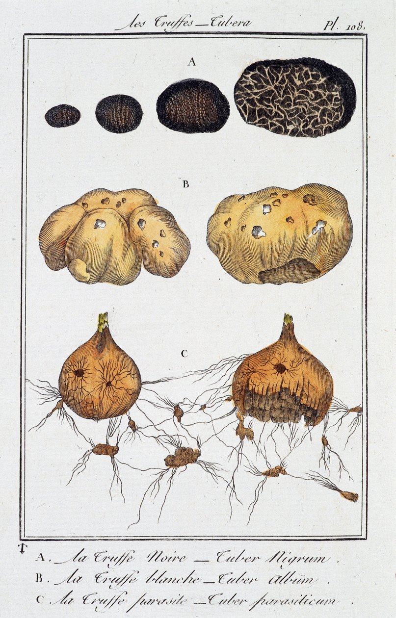 Les Truffes (Tubera) - 在 J.C. Philibert 撰写的“商人植物学练习”中，Imprimerie de Crapelet，巴黎 作者 未知艺术家
