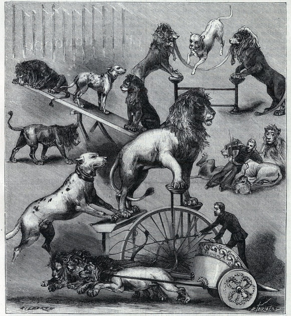 Les lions dresses du Nouveau Cirque à Paris：有狮子、驯兽师和狗的杂技表演的不同技巧。1890年在《自然》杂志上的雕刻。私人收藏。 作者 未知艺术家