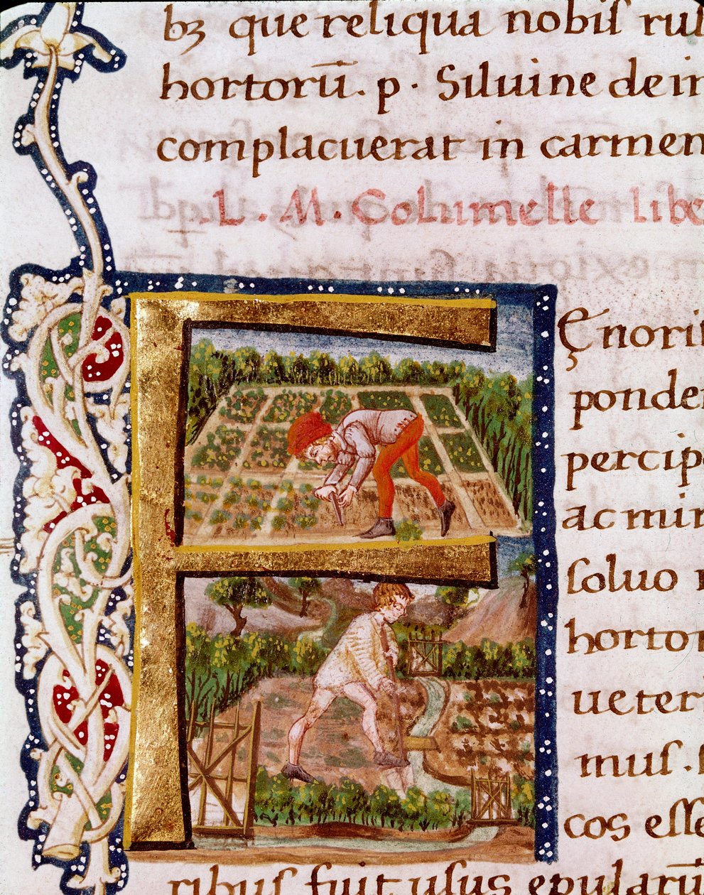 Lettrine F 来自园艺一章：搁浅和灌溉的场景。 由农学家 Lucius Iunius Moderatus Columella（1 世纪）（Ms.E-39）取自“De re rustica”的缩影。 15世纪。 罗马, Biblioteca Vallicelliana 作者 未知艺术家