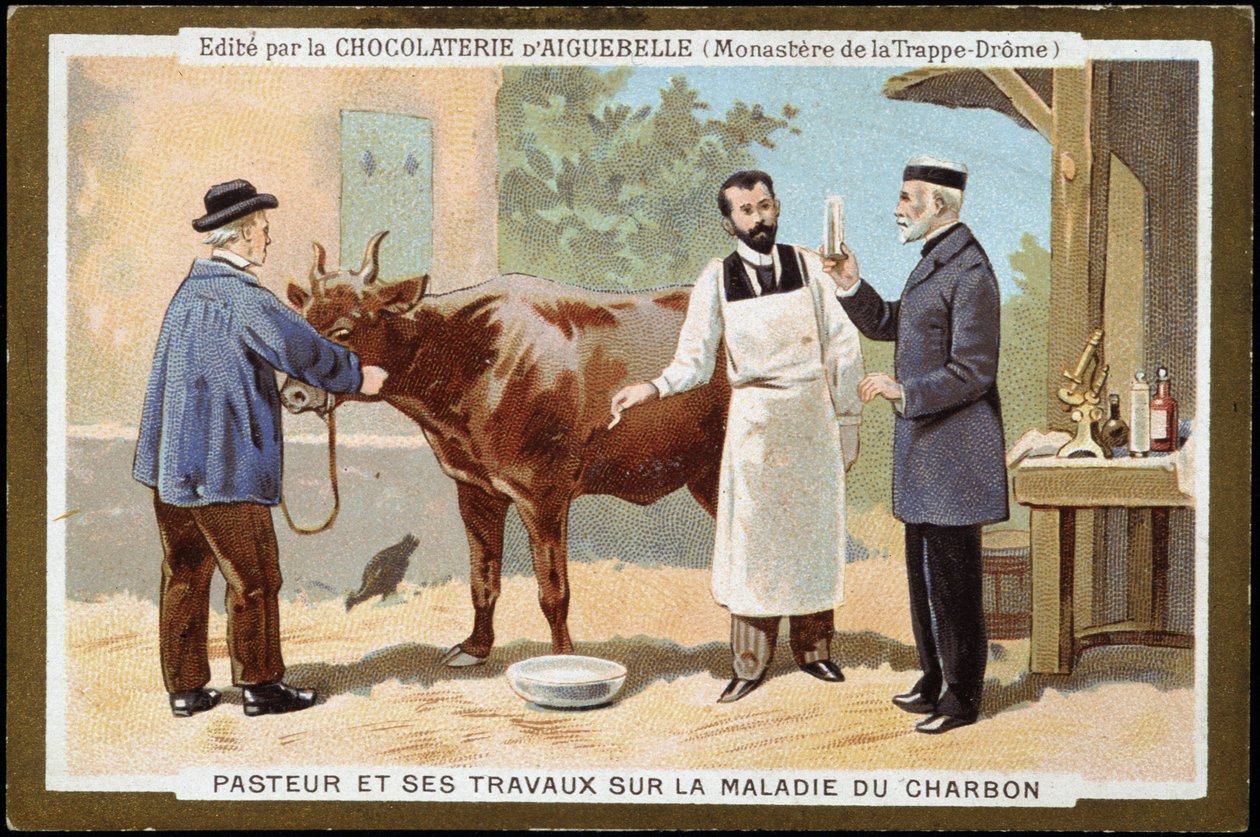 路易斯·巴斯德 (Louis Pasteur) 和他在木炭病方面的工作 - 19 世纪后期 Chocolats d