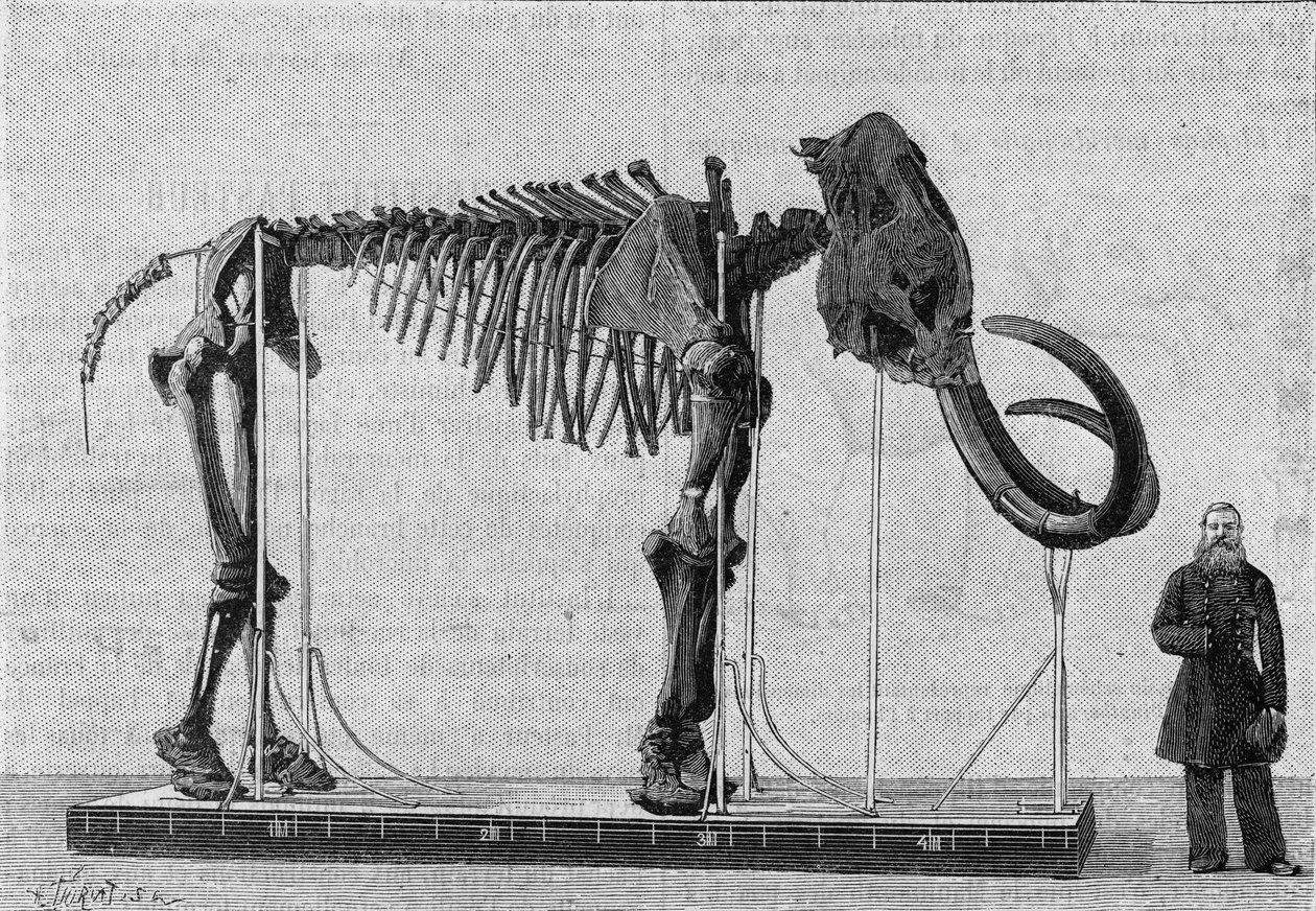 猛犸象骨架（elephas primigenius）在勒拿河口附近的冰海岸边被发现，1806年由亚当斯先生报告给圣彼得堡科学院博物馆（圣彼得堡）。(来自一张照片）。)雕刻在 作者 未知艺术家