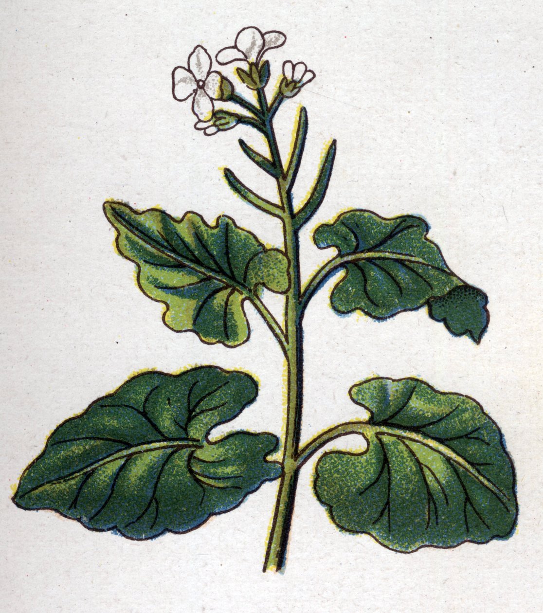 药用和食用植物：有歌手的草本植物。自然医学》中的版画，作者是弗里德里希-爱德华-比尔兹（1842-1922）。 作者 未知艺术家