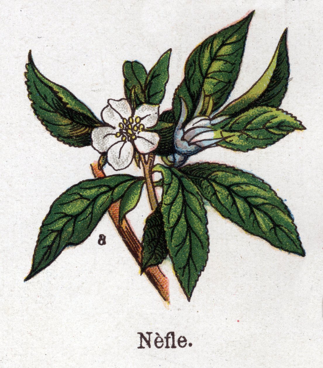 药用和食用植物学植物：Nefle。自然医学》中的版画，作者是弗里德里希-爱德华-比尔兹（1842-1922）。 作者 未知艺术家