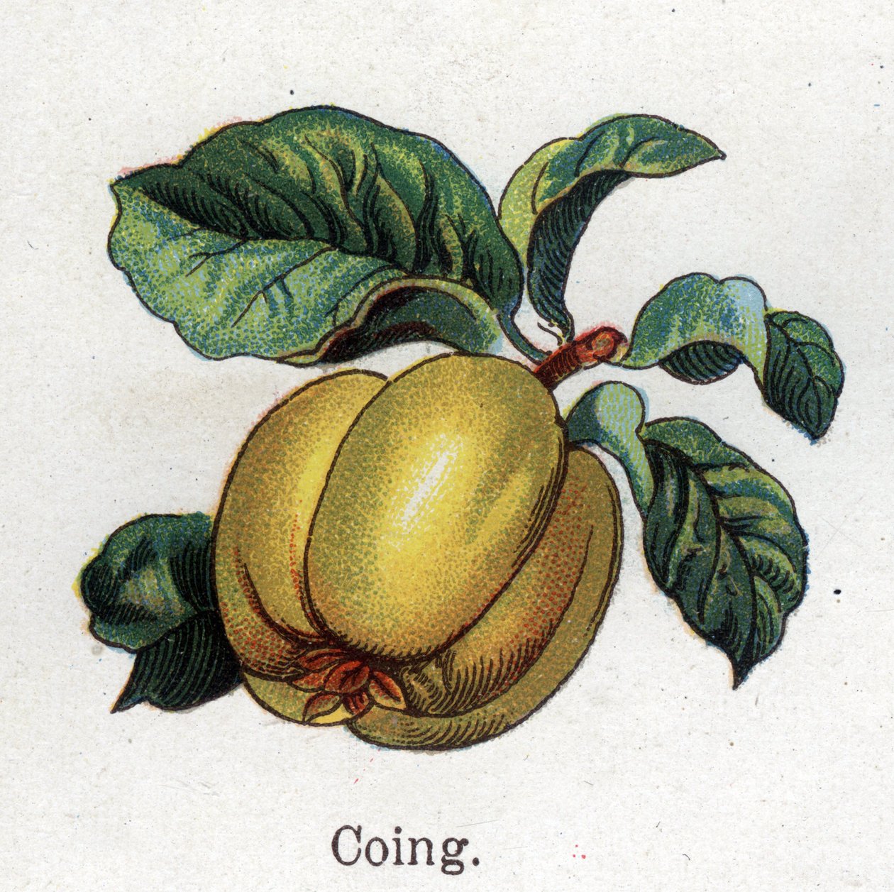 药用和食用植物：榅桲。弗里德里希-爱德华-比尔兹（1842-1922）在《自然医学》中的雕刻。 作者 未知艺术家