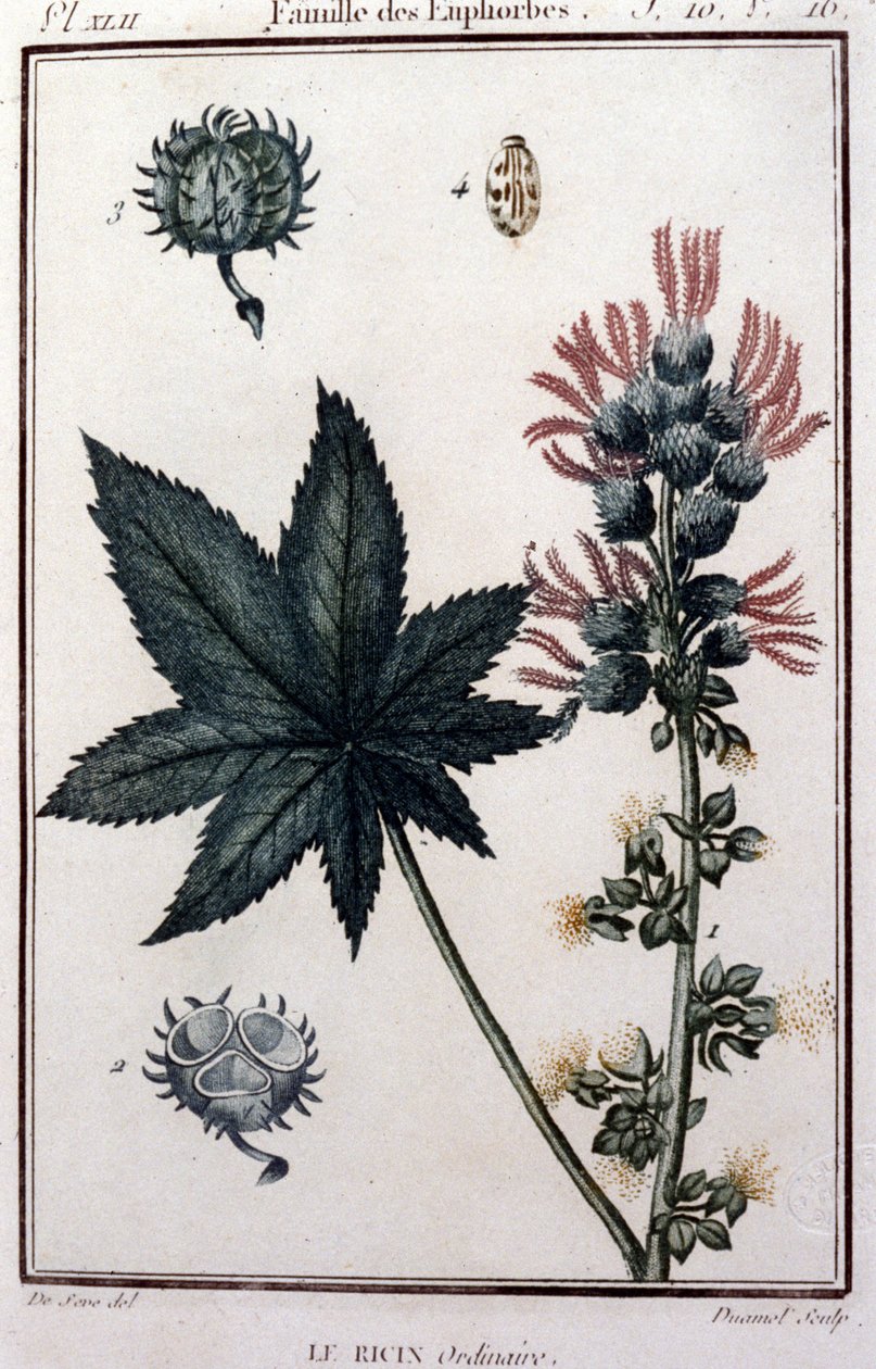 药用植物：普通蓖麻。 大戟家族。 19 世纪植物学委员会 作者 未知艺术家