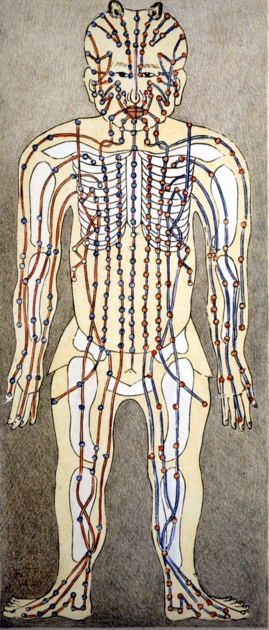 Medicine. Diagram of the human body from a treatise of acupuncture. Private library, Milan. 作者 未知艺术家