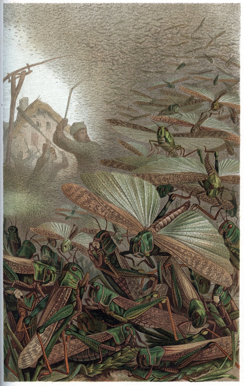 迁徙的蝗虫--迁徙的蝗虫（Locust migratoria）--雕刻自阿尔弗雷德-埃德蒙-布雷姆（1829-1884）的《布雷姆的动物生活》。 作者 未知艺术家