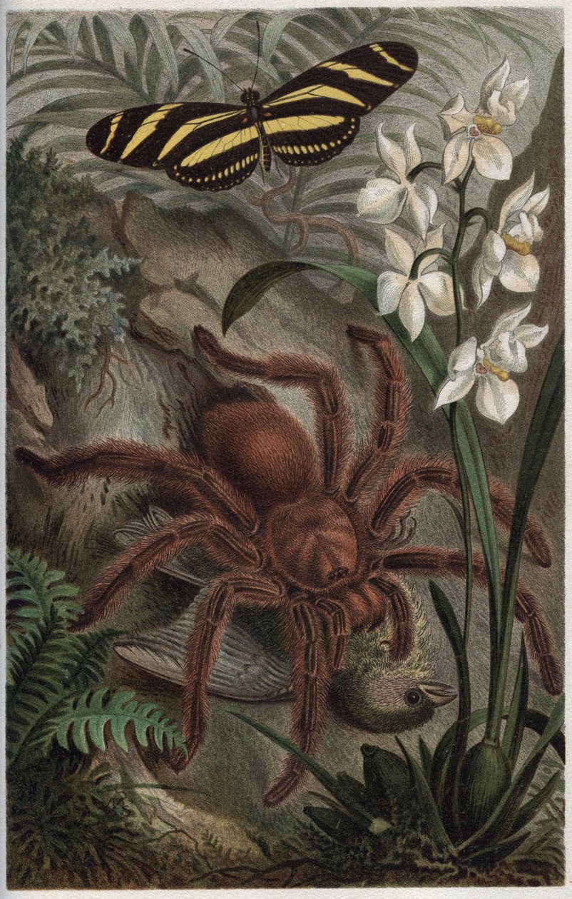 正颌动物科（Orthognatha）--来自阿尔弗雷德-埃德蒙-布雷姆（1829-1884）的《布雷姆的动物生活》的雕刻品 作者 未知艺术家