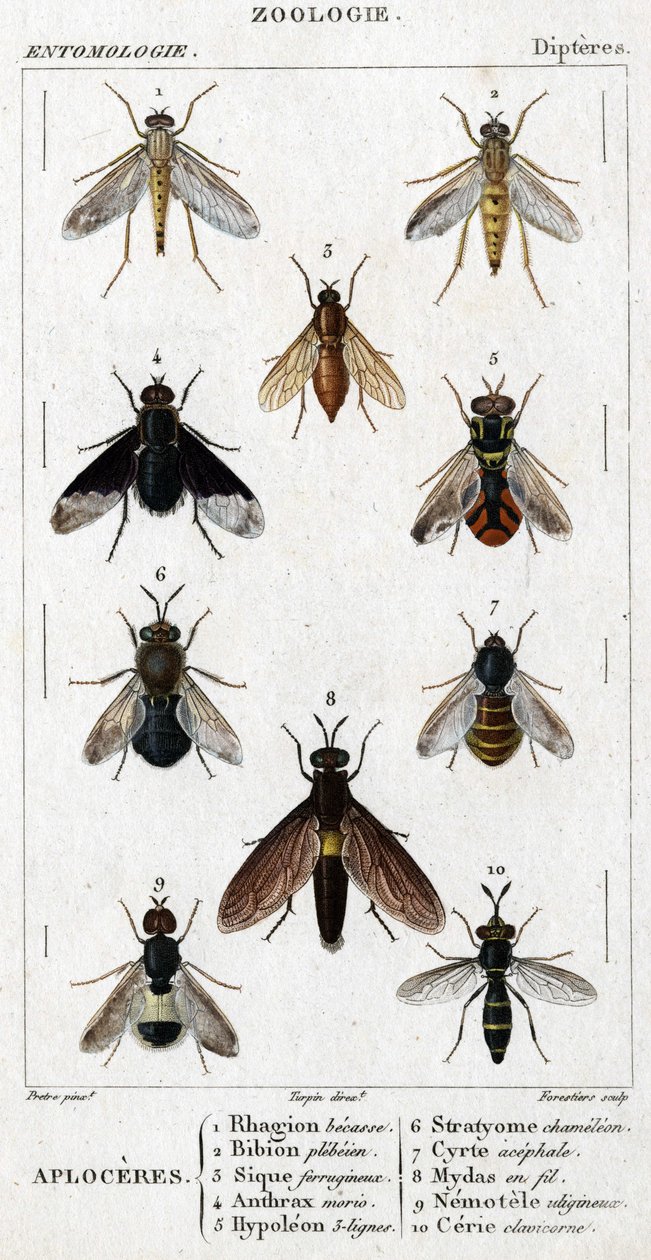 自然历史委员会。昆虫学。蝶形目家族。Aploceres: 1. Rhagion beech; 2. Plebeien bion; 3. Ferruginous Sic; 4 Anthrax morio; 5. Hypoleon 63 lines; 6. Stratyome chameleon; 7; Cyrte acephal; 8. Mydas in wire; 9. Utiginous nemotele; 10. clavicorn ce 作者 未知艺术家