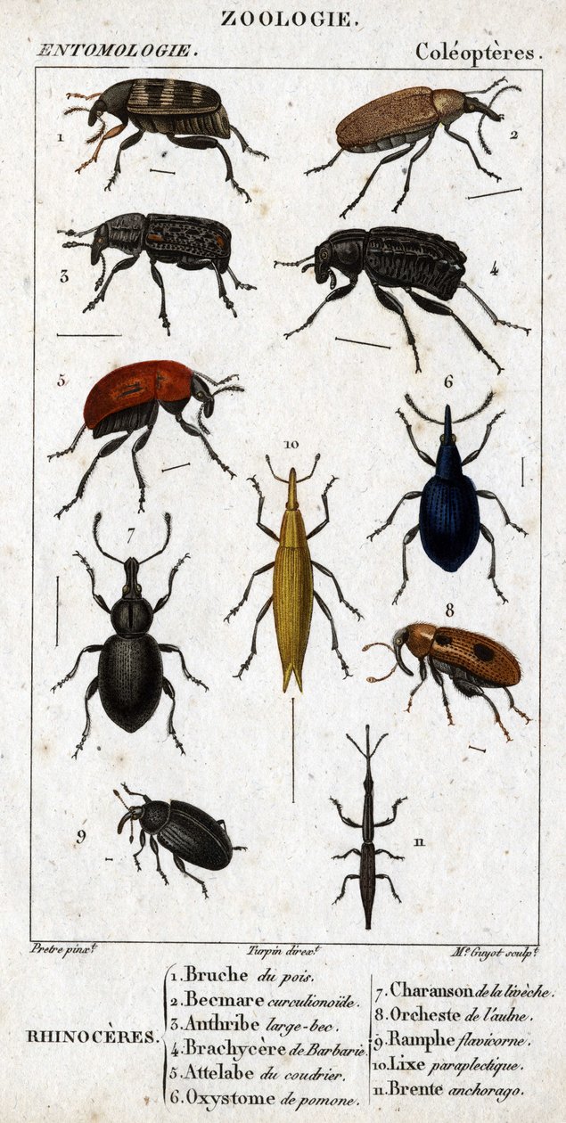 自然历史委员会。昆虫学。鞘翅目家族。Rhinoceres：1.Pea bruche；2.Beemare curculionoid；3.Anthribe large beaked；4.Prickly Brachycere；5.Attelabra of the coudrier；6.Pomone oxystoma；7.Liveche charanson；8.Alder orchest；9. 作者 未知艺术家