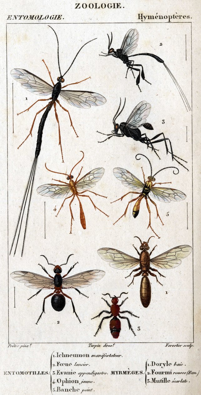 自然历史委员会。昆虫学。Hymenopteres家族。Entomotilles: 1.Inchneumon protester; 2.Foene lancier; 3.Evanie appendigastre; 4.Yellow ophion; 5.White painted.鼠类。1.Doryle bay; 2. Provided redhead (Fem.) 3.Ecarlate mutille. 作者 未知艺术家