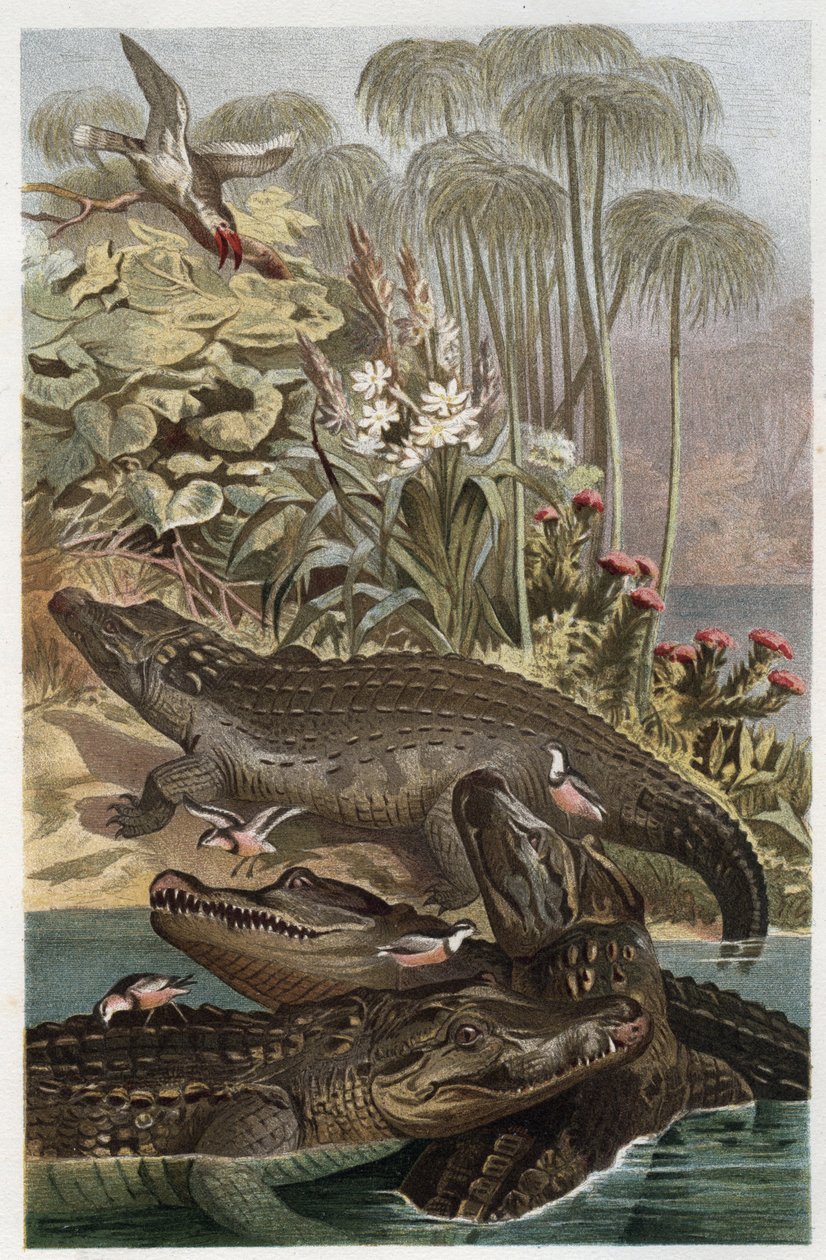尼罗河鳄鱼--尼罗河鳄鱼（Crocodylus niloticus）--雕刻自阿尔弗雷德-埃德蒙-布雷姆（1829-1884）的《布雷姆的动物生活》。 作者 未知艺术家