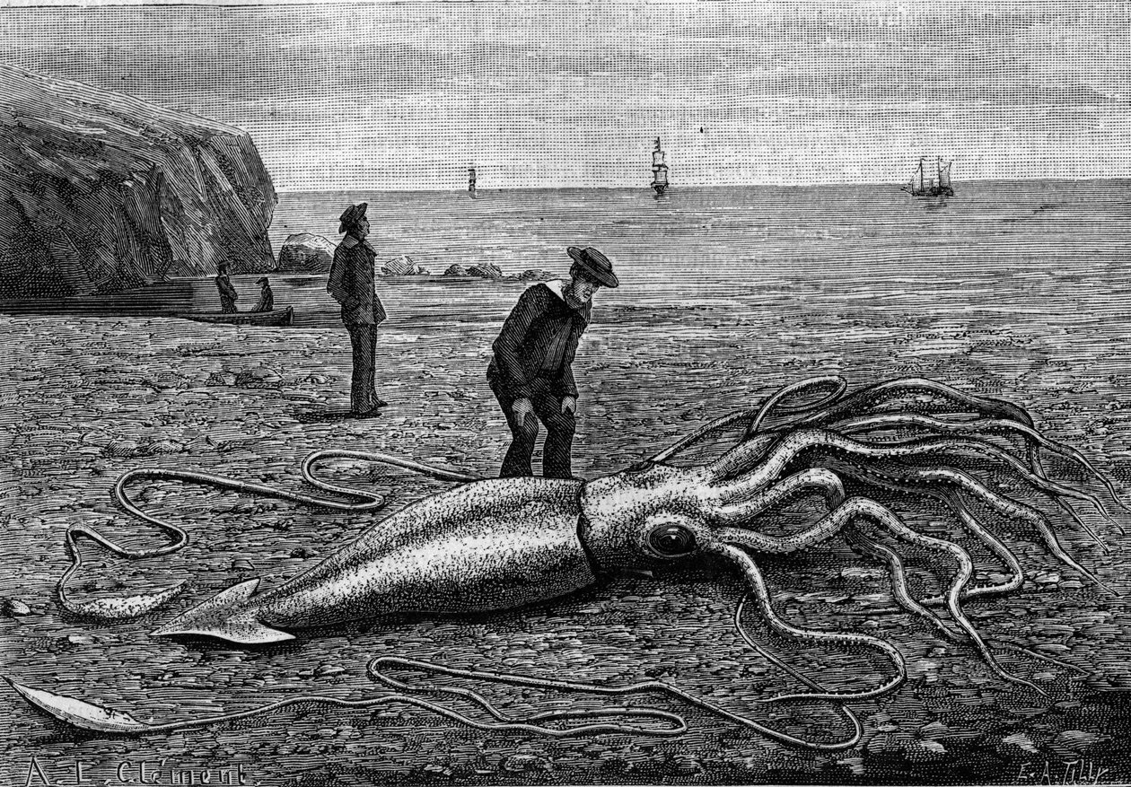 纽芬兰岛海岸的章鱼，纽芬兰岛。"Architeuthis princeps"。雕刻在1883年6月9日的《自然：科学与艺术和工业应用杂志》上。 作者 未知艺术家