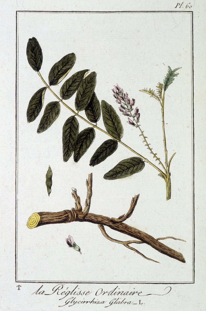 普通甘草 (Glycyrrhiza glabra) - 在“商人的植物学练习”中，由 J.C. Philibert 重新编辑，Imprimerie de Crapelet，巴黎 作者 未知艺术家