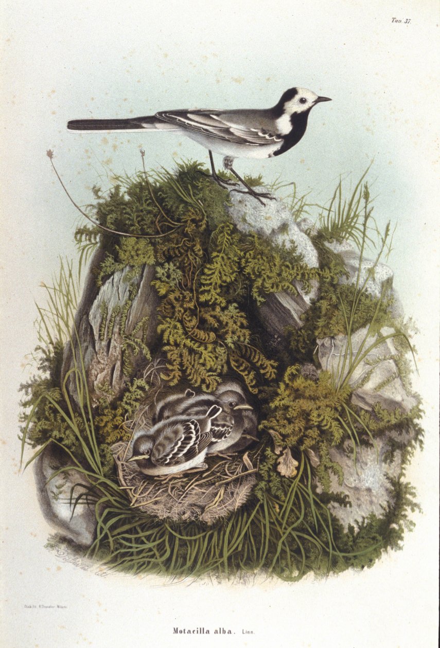 鸟类学：靠近幼鸟巢的灰色 bergeronnet (motacilla alba)。 19 世纪动物学委员会 作者 未知艺术家