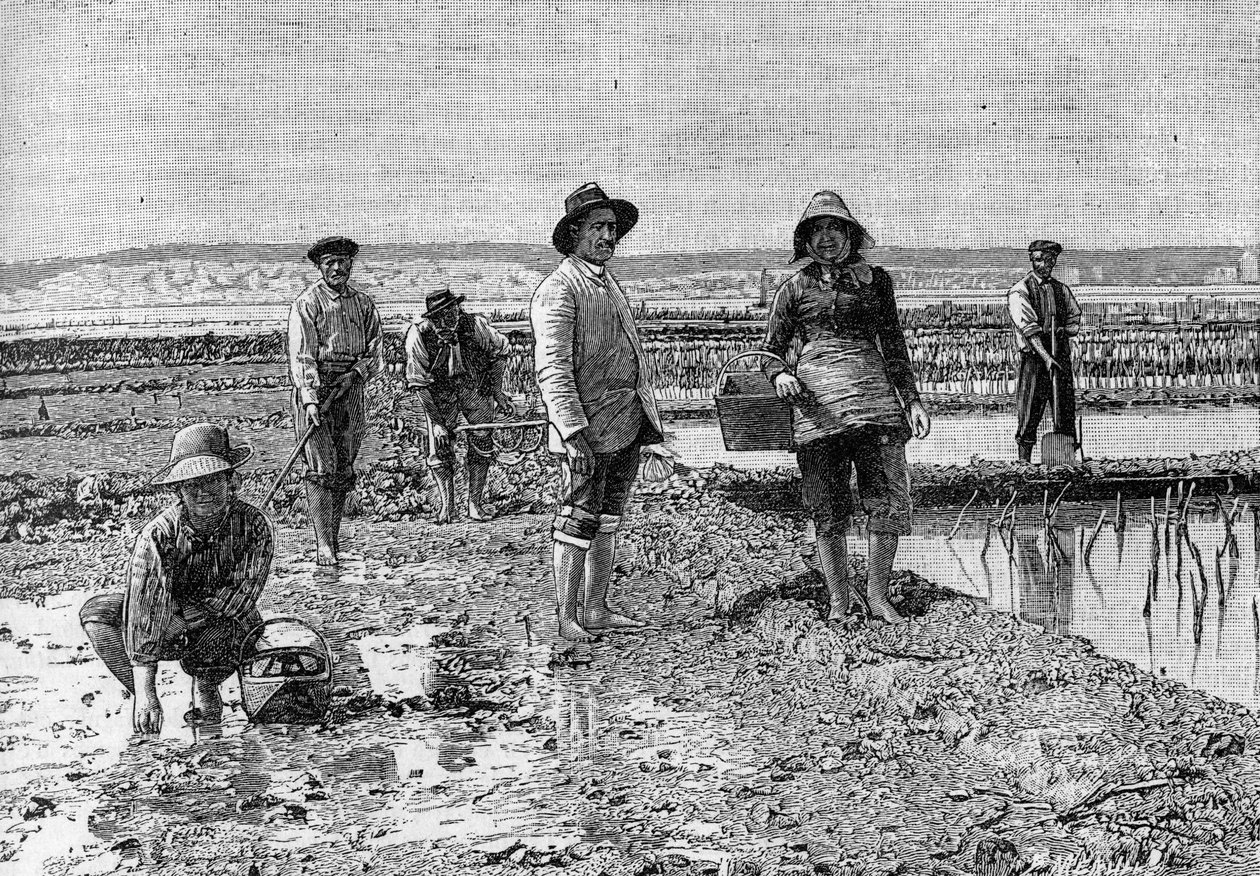 牡蛎养殖--阿卡松盆地的牡蛎养殖（1894年）：牡蛎停放者（来自一张照片）。雕刻在1894年6月23日的《自然：科学与艺术和工业应用杂志》上。 作者 未知艺术家