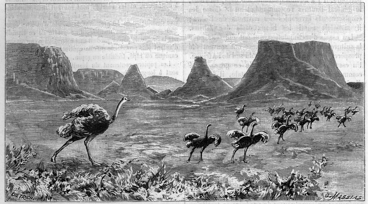 非洲南部的自由鸵鸟。1895年的雕版画，出自利希滕斯坦1804年的画作。 作者 未知艺术家