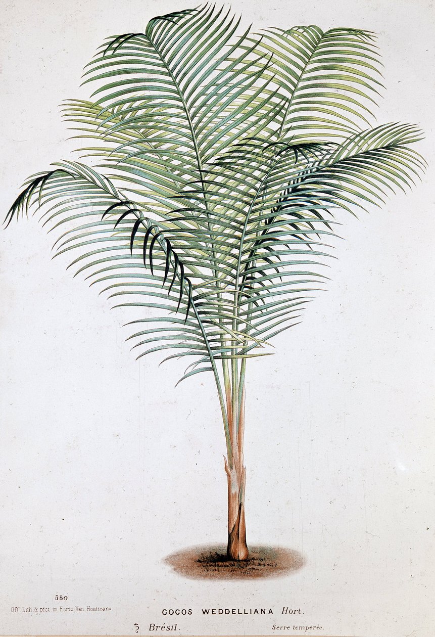 棕榈树 Cocos Weddelliana (巴西) - 植物学板块 作者 未知艺术家