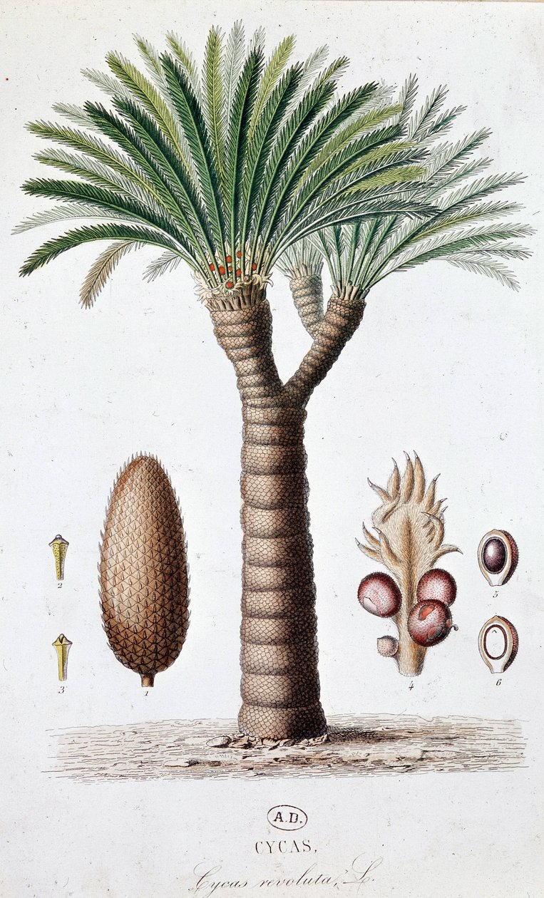 Palm Cycas Revoluta - 植物板 作者 未知艺术家