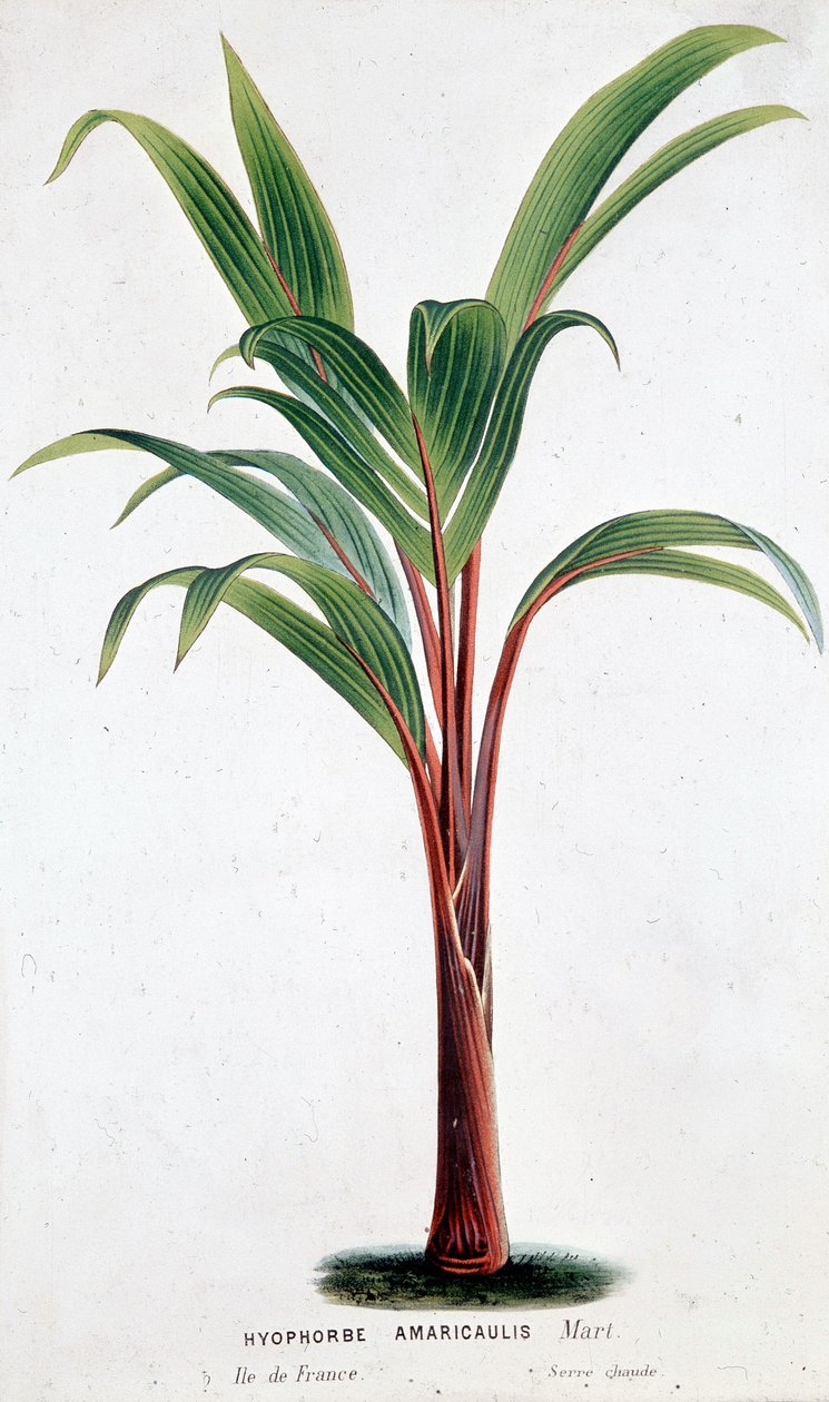 Palm Hyophorbe Amaricaulis (毛里求斯) - 植物板 作者 未知艺术家